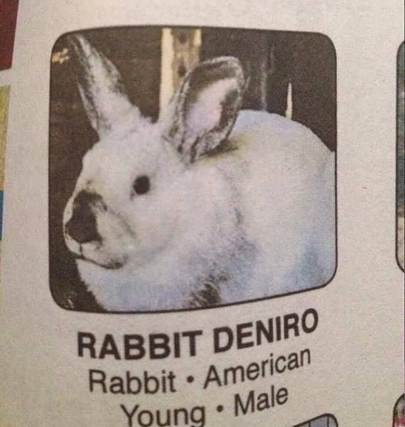 Obrázek Rabbit dE nIRO
