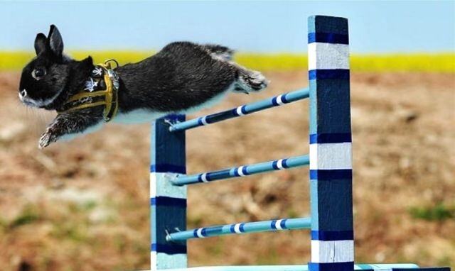 Obrázek Rabbit race jump 