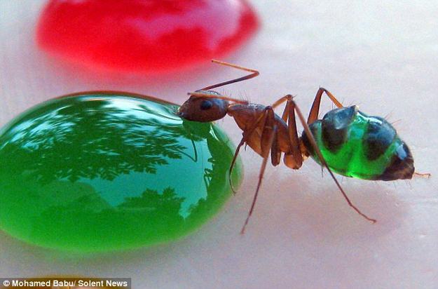 Obrázek Rainbow-Colored-Ant-Stomachs-1