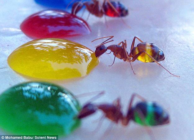 Obrázek Rainbow-Colored-Ant-Stomachs-2