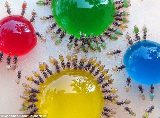 Obrázek Rainbow-Colored-Ant-Stomachs-3