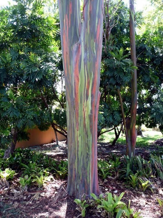 Obrázek Rainbow Eucalyptus
