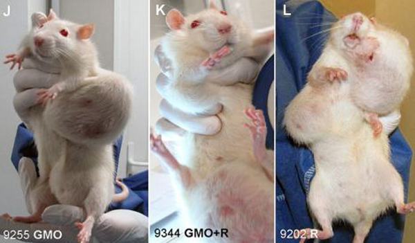 Obrázek Rat-GMO-Cancer-Study
