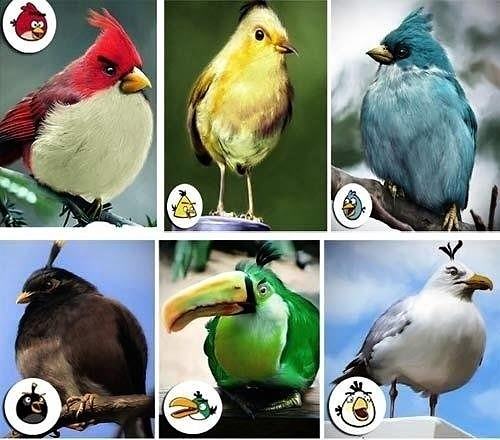 Obrázek Real Angry Birds 08-01-2012