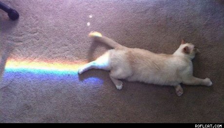 Obrázek Real Life Nyan Cat
