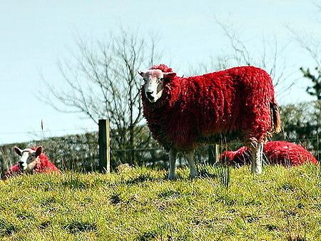 Obrázek Red Sheep Of Scotland