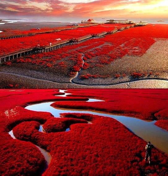 Obrázek Red beach in Pan Jin