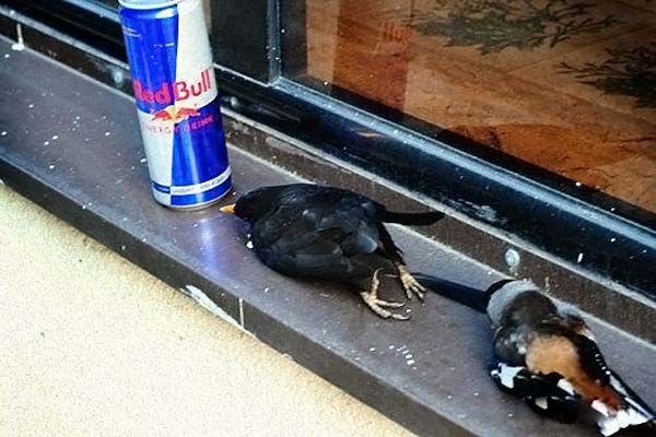 Obrázek Redbull Vam doda kridla