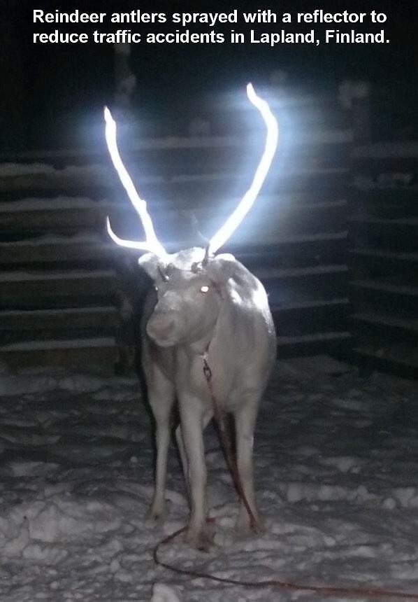 Obrázek Reindeer Antlers