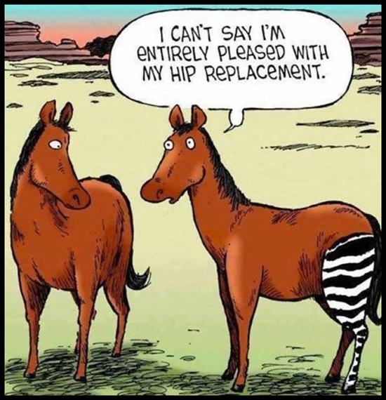 Obrázek Replacement Hip