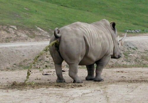 Obrázek Rhinopoo
