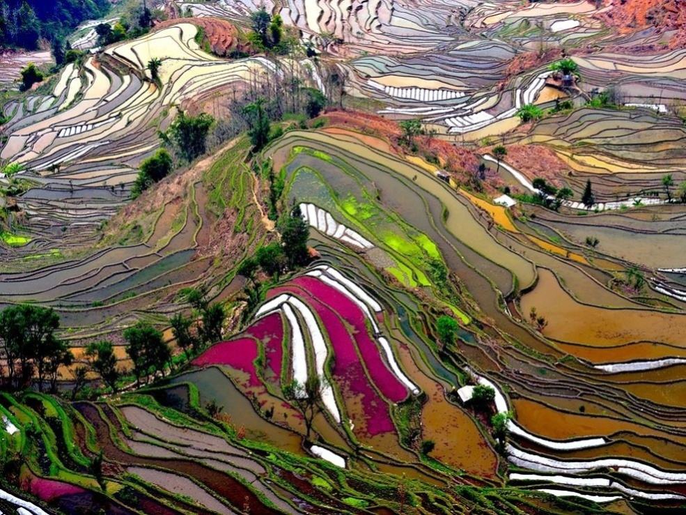 Obrázek Rice fields in China 23-12-2011
