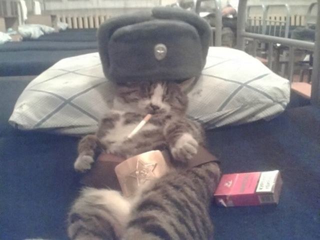 Obrázek RussianCat366