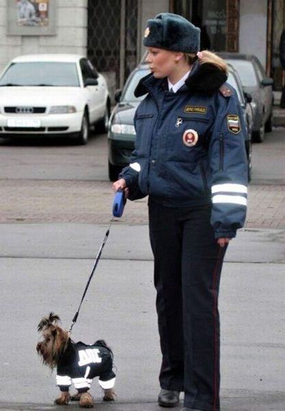 Obrázek Russian police dog