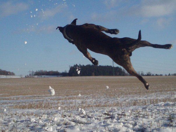 Obrázek SUPERDOG