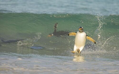 Obrázek SURFIN