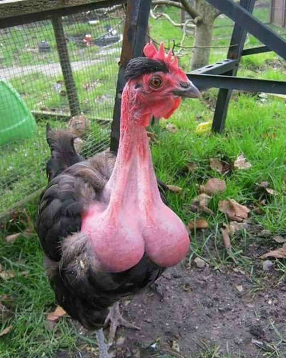 Obrázek Saggy Sack Straight Shaft