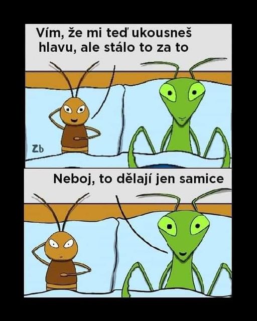 Obrázek Samice