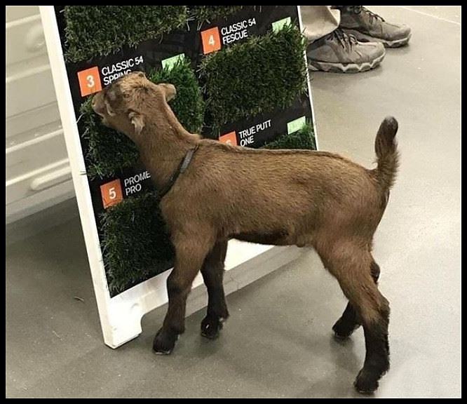 Obrázek Sampling THE Goods