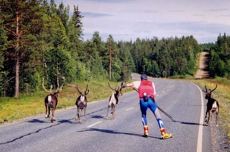 Obrázek Santa honi sve soby