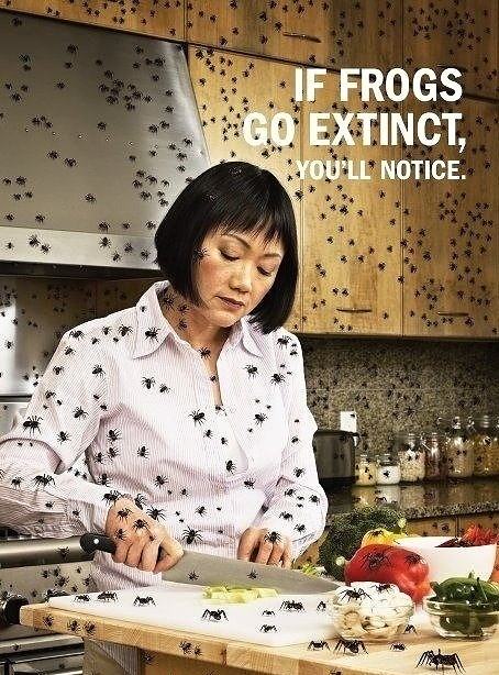 Obrázek Save the frogs