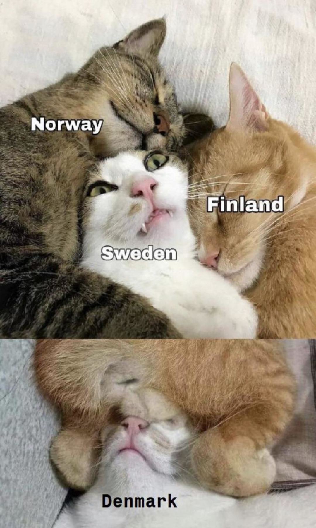 Obrázek Scandinavian cats