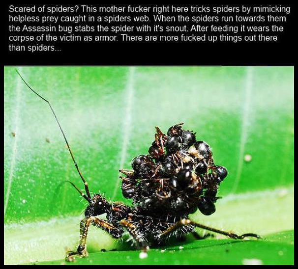 Obrázek Scared Of Spiders