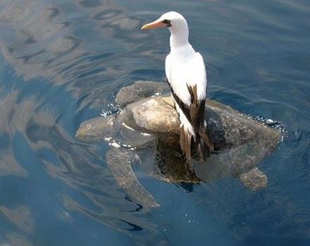 Obrázek Seagull