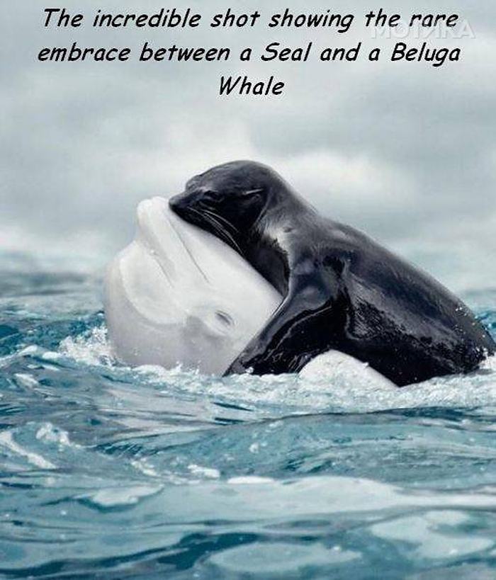 Obrázek Seal and Beluga