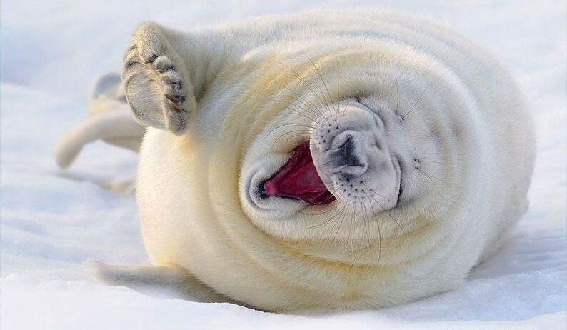 Obrázek Seal smiling