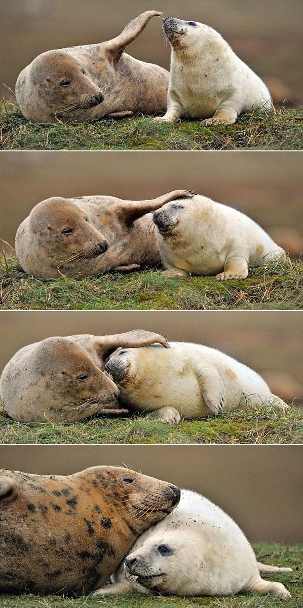 Obrázek Seals love