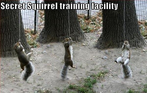 Obrázek Secret squirrel training facility 05-02-2012