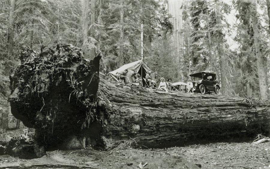 Obrázek Sequoia National Park in California 1917