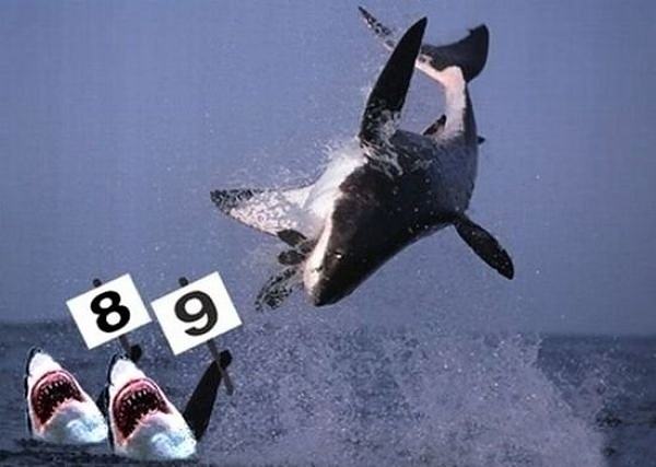 Obrázek Shark olympic