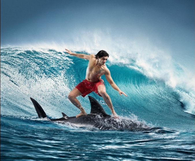 Obrázek Shark surf