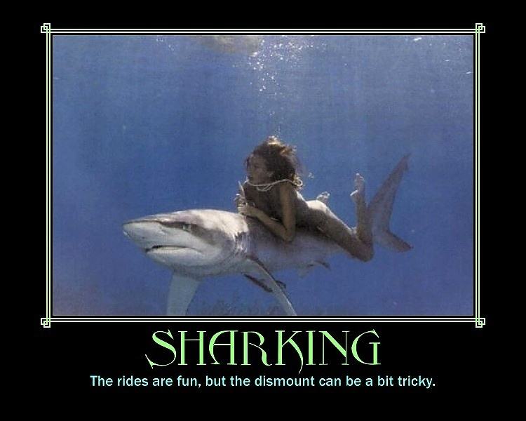 Obrázek Sharking - 24-06-2012