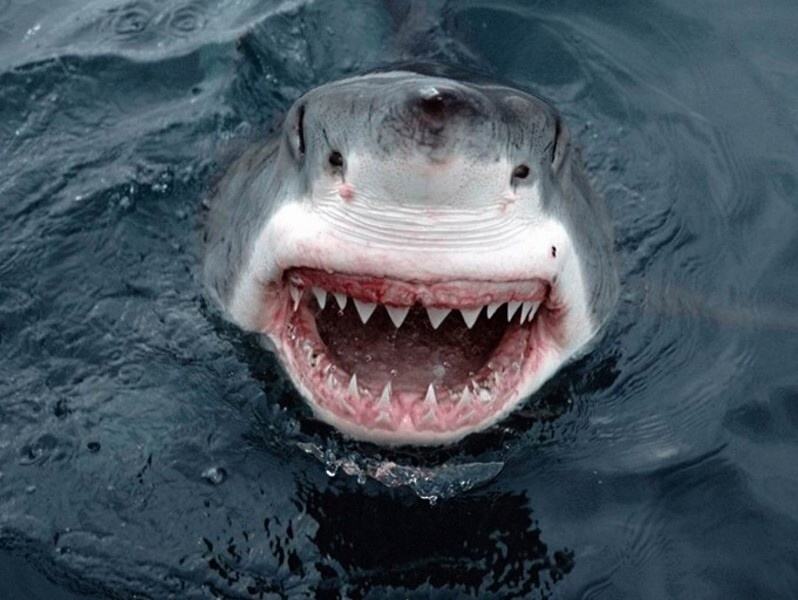 Obrázek Sharksmile