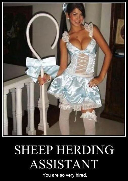 Obrázek Sheep Herding