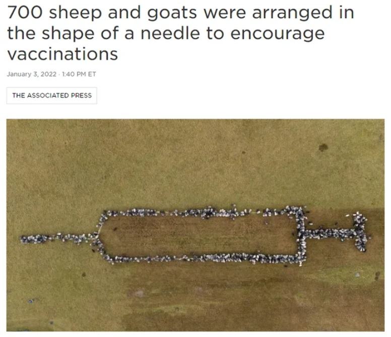 Obrázek Sheeps
