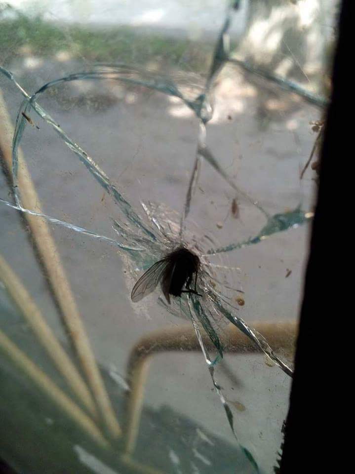 Obrázek Silna moucha