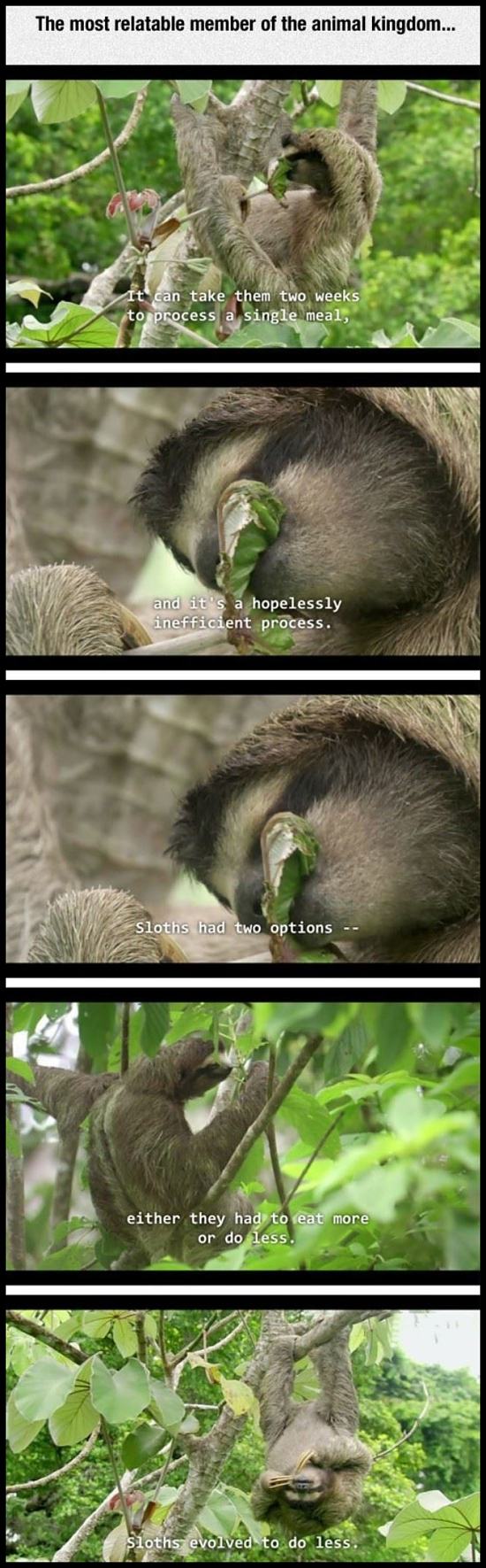 Obrázek Sloths-are-great