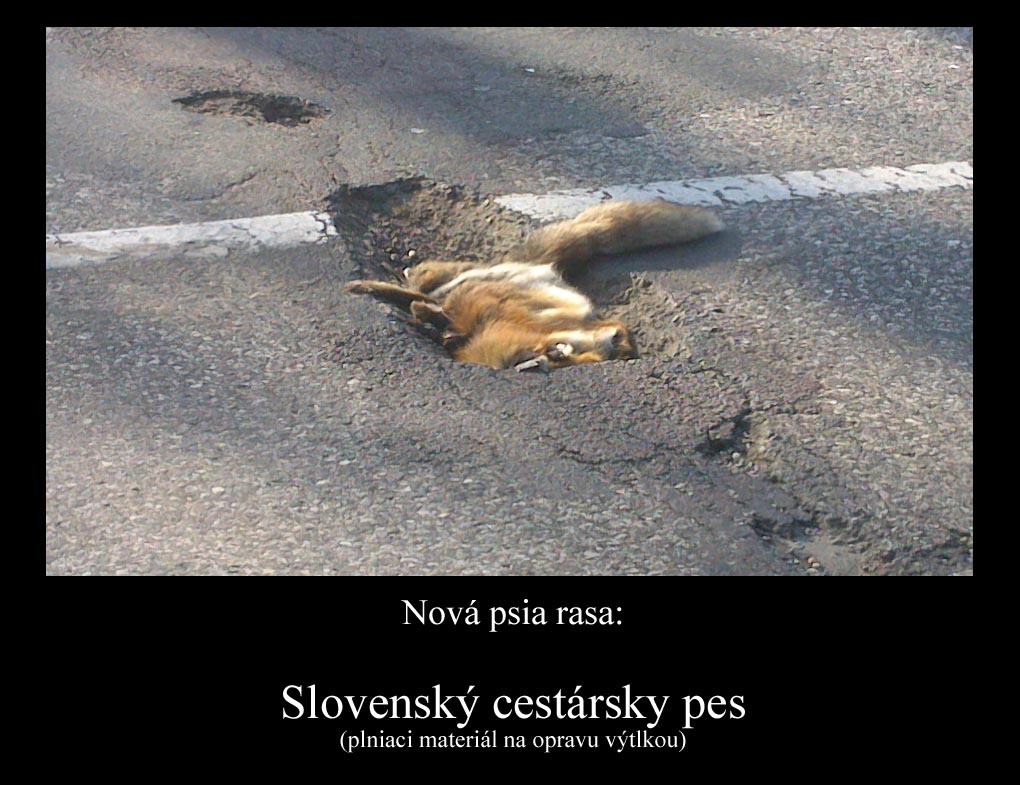 Obrázek Slovensky cestarsky pes