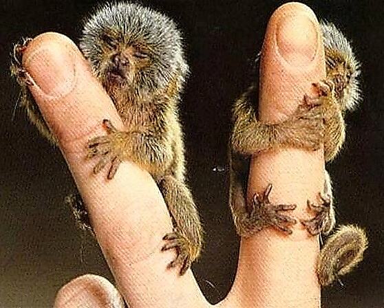Obrázek Smallest Monkey in the World2