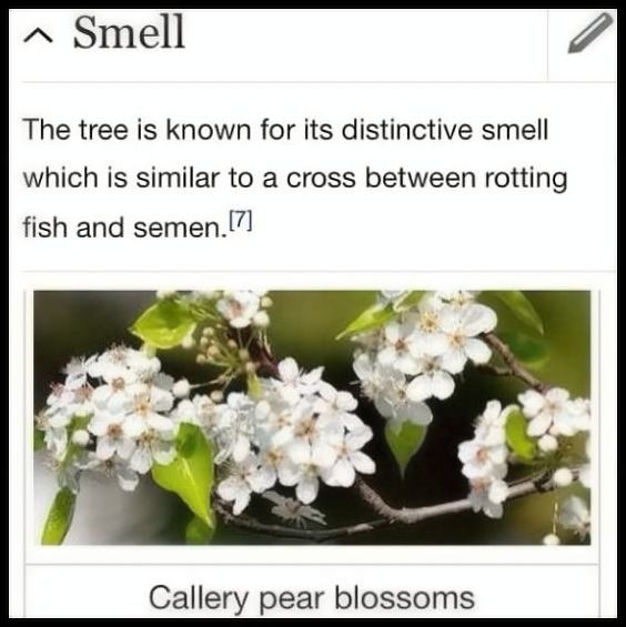 Obrázek Smells Great  