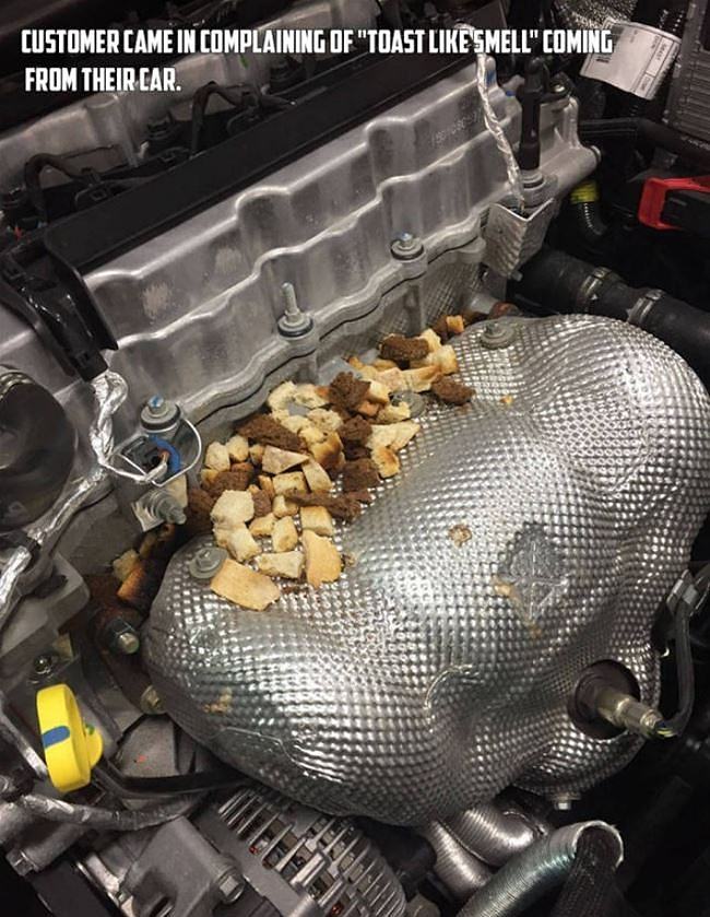 Roumenův Rouming Zábavné a zajímavé obrázky Smells Like Toast