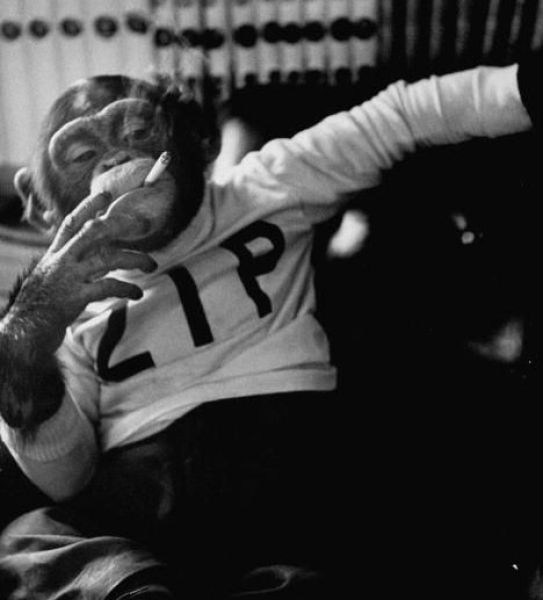 Obrázek Smoking Monkeys
