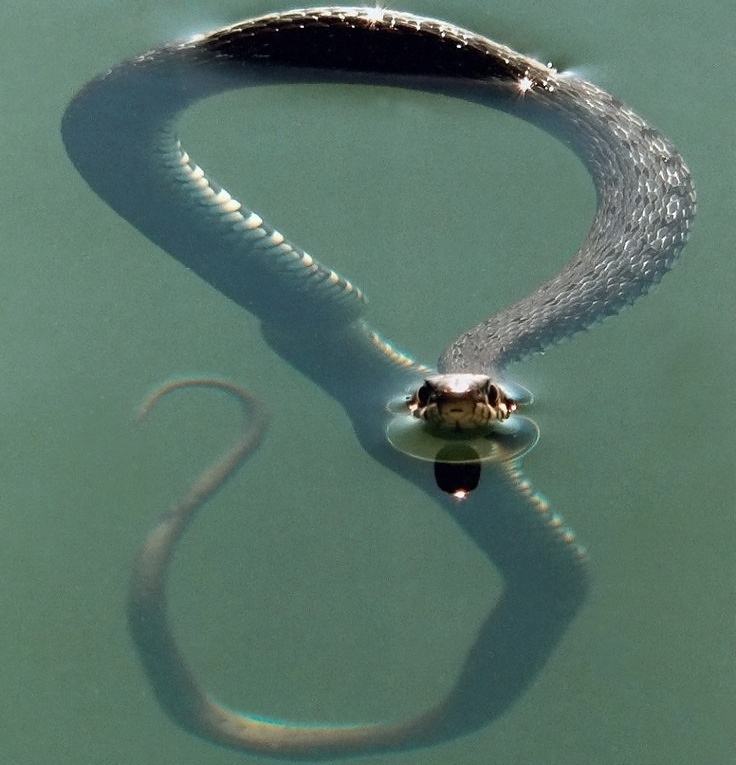 Obrázek Snake865