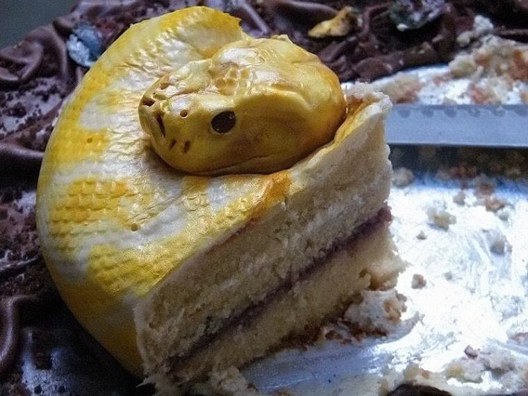 Obrázek SnakeCake