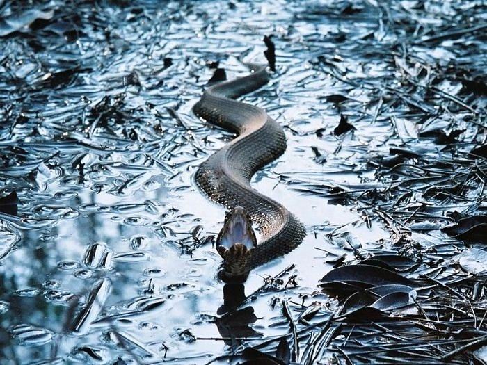 Obrázek Snake 20-01-2012
