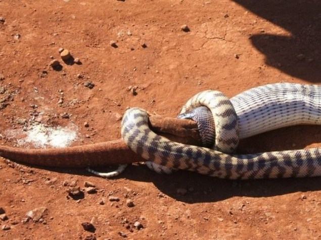 Obrázek Snake Eat Whole Lizard 2